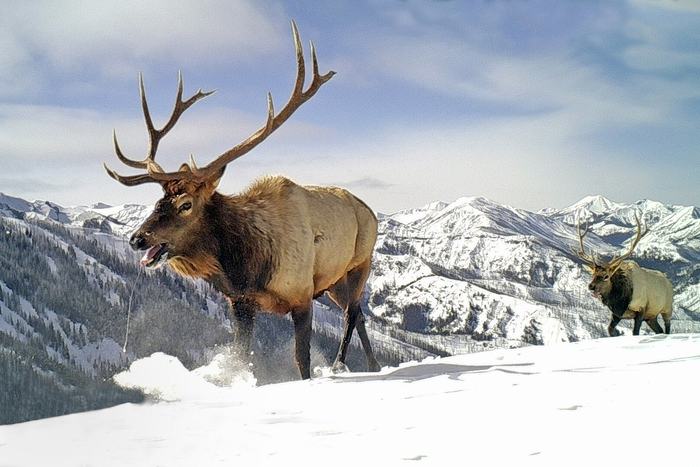A bull elk on a snowy ridge in high mountain country