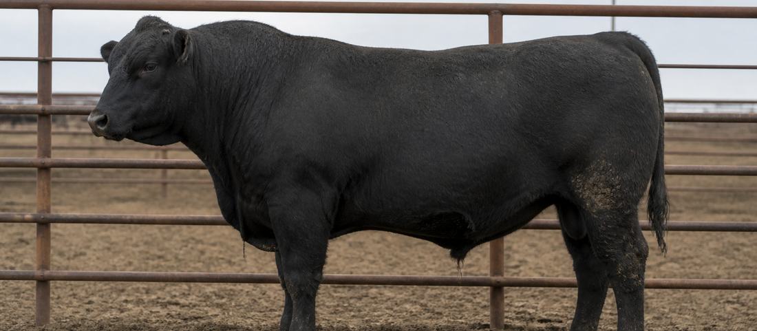 A heavy bull standing in a metal pen in low warm light