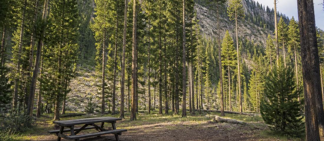 A forest campground clearing among tall pines in a Wyoming mountain valley