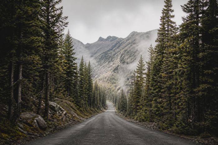 A paved road climbing between tall conifers toward high mountains