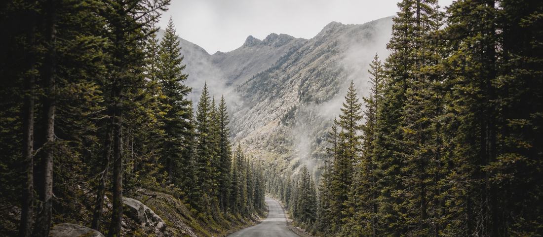 A quiet paved road climbing between tall conifers toward a high pass