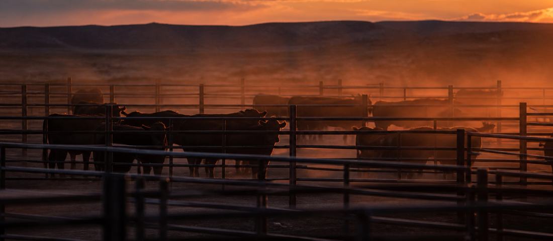 Cattle pens at dusk with pipe fencing and dust catching the last light