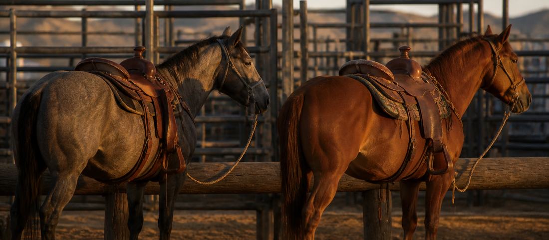 Two saddled horses tied to a wooden rail behind rodeo chutes in evening light