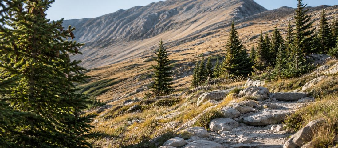 A rocky footpath climbing through scattered conifers toward a bare ridge